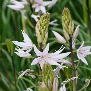 Camassia Pink Star (12/+) - Prérigyertya