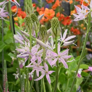 Camassia Sweet Candle (12/+) - Prérigyertya