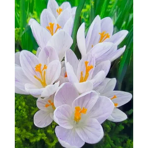 Crocus Candlelight - Krókusz