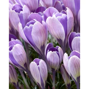 Crocus Striped Bird - Krókusz