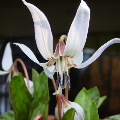 Erythronium Snowflake - Kakasmandikó