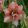 Hippeastrum Balance (28/+) - Amarillisz