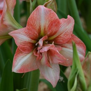 Hippeastrum Balance (28/+) - Amarillisz