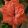 Hippeastrum Coral Belle (28/+) - Amarillisz