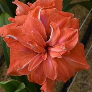 Hippeastrum Coral Belle (28/+) - Amarillisz