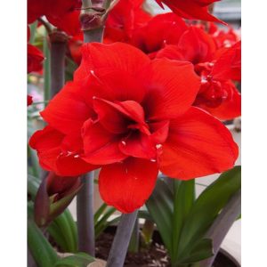 Hippeastrum Double King (28/+) - Amarillisz