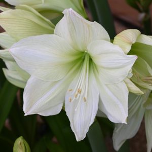 Hippeastrum Lemon Grandise (28/+) - Amarillisz