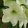 Hippeastrum Luna (28/+) - Amarillisz