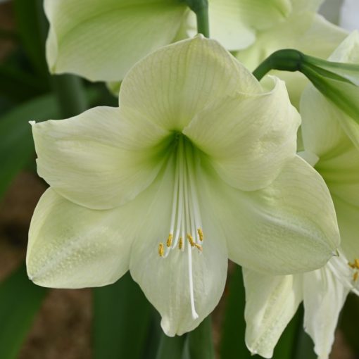 Hippeastrum Luna (28/+) - Amarillisz