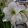 Hippeastrum Picotee Red Lining (28/+) - Amarillisz