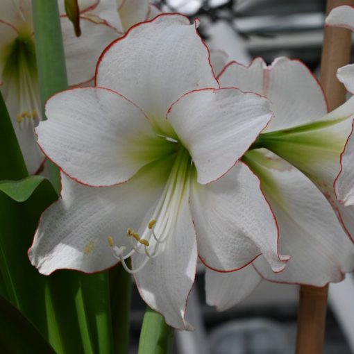 Hippeastrum Picotee Red Lining (28/+) - Amarillisz