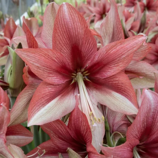 Hippeastrum Pink Amazone (28/+) - Amarillisz