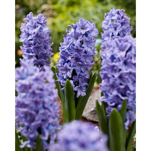 Hyacinthus All Stars (14/+) - Jácint