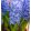 Hyacinthus Aqua (14/+) - Jácint