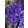 Hyacinthus Blue Pearl (14/+) - Jácint
