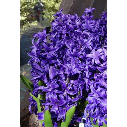 Hyacinthus Blue Pearl (14/+) - Jácint