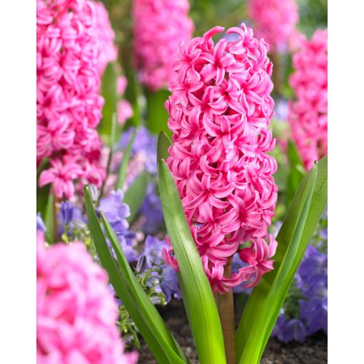Hyacinthus Johanna (14/+) - Jácint