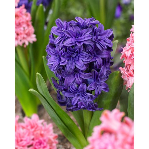 Hyacinthus Manhattan (14/+) - Jácint