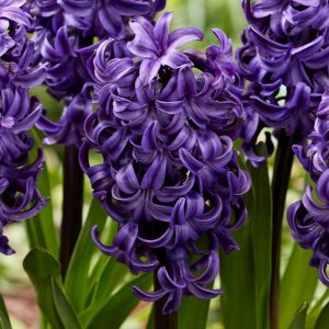 Hyacinthus Ocean Delights (14/+) - Jácint