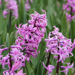 Hyacinthus Paul Herman (14/+) - Jácint