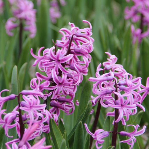Hyacinthus Paul Herman (14/+) - Jácint