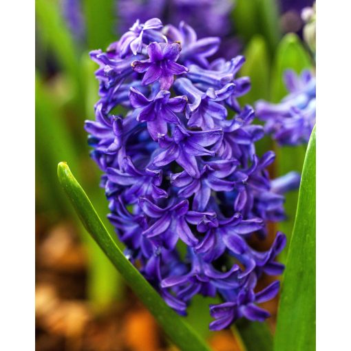 Hyacinthus Peter Stuyvesant (14/+) - Jácint
