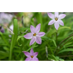   Ipheion uniflorum Charlotte Bishop (5/+) - Egyvirágú csillaghagyma