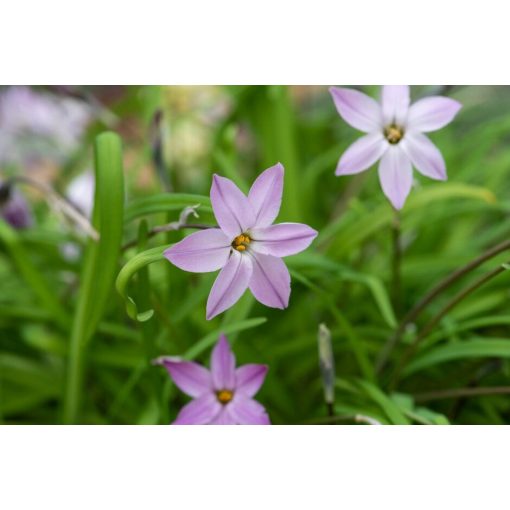 Ipheion uniflorum Charlotte Bishop (5/+) - Egyvirágú csillaghagyma