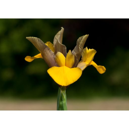 Iris hollandica Bronze Beauty (8/+) - Holland írisz