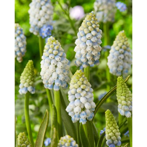 Muscari Alaska (7/+) - Fürtös gyöngyike