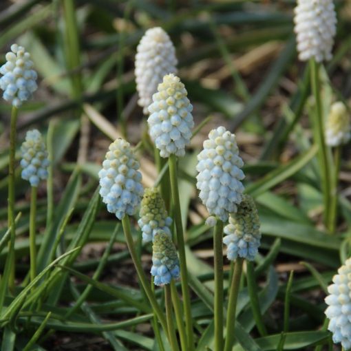 Muscari armeniacum White Pearl (7/+) - Fürtös gyöngyike
