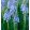Muscari Atlantic (5/+) - Fürtös gyöngyike