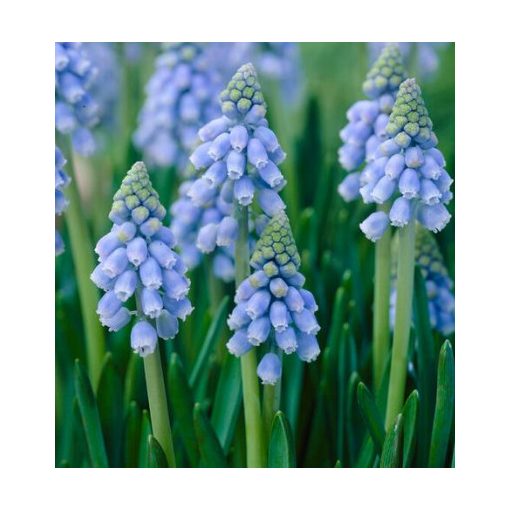 Muscari Atlantic (5/+) - Fürtös gyöngyike