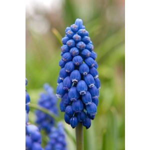 Muscari Big Smile (5/+) - Fürtös gyöngyike