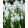 Muscari Esther (5/+) - Fürtös gyöngyike