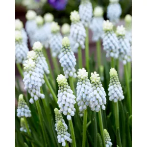 Muscari Esther (5/+) - Fürtös gyöngyike