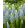 Muscari Julia (5/+) - Fürtös gyöngyike