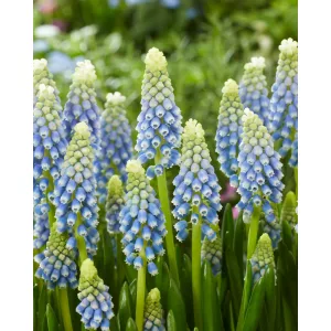 Muscari Julia (5/+) - Fürtös gyöngyike