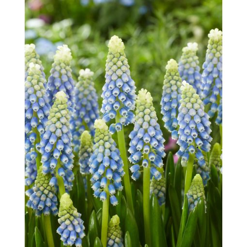 Muscari Julia (5/+) - Fürtös gyöngyike