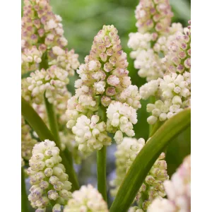 Muscari Lady Madonna (7/+) - Fürtös gyöngyike