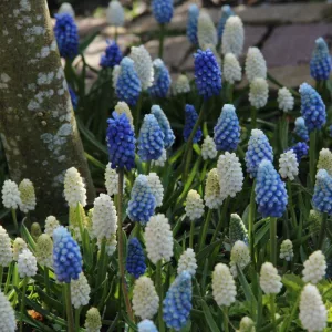 Muscari Magic Mix (7/+) - Fürtös gyöngyike