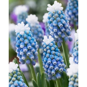 Muscari Mount Hood (5/+) - Fürtös gyöngyike
