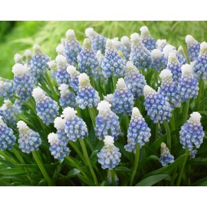 Muscari Mountain Lady (5/+) - Fürtös gyöngyike