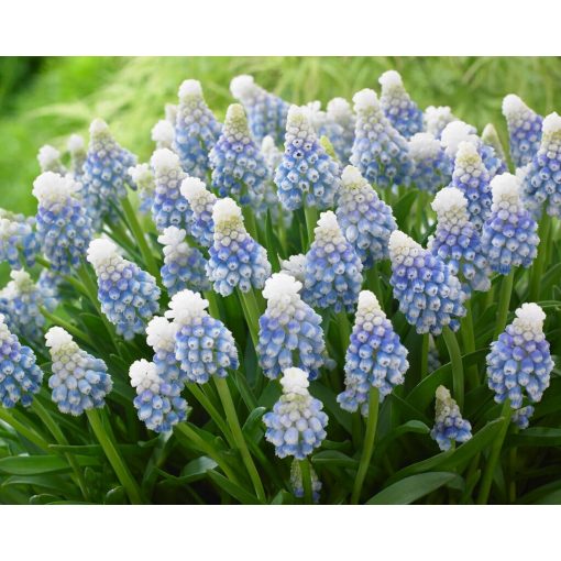 Muscari Mountain Lady (5/+) - Fürtös gyöngyike