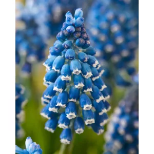 Muscari Soulmate (5/+) - Fürtös gyöngyike