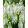 Muscari White Pearl (5/+) - Fürtös gyöngyike