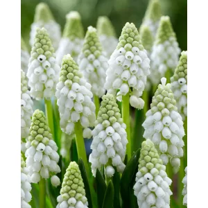 Muscari White Pearl (5/+) - Fürtös gyöngyike