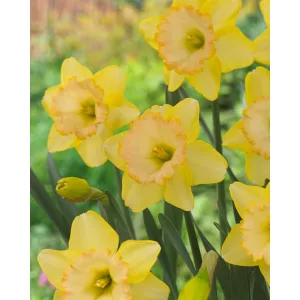 Narcissus Alexis Beauty (12/+) - Nárcisz