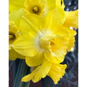 Narcissus Amber Castle (12/+) - Nárcisz