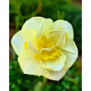 Narcissus Angkor (12/+) - Nárcisz